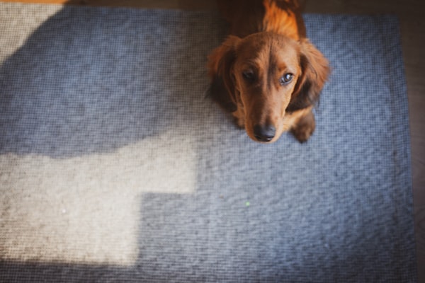 Wall-to-wall carpet treated for pet odor